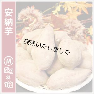 画像2: 安納芋と安納黄金(こがね)食べ比べ2箱セット　Mサイズ   【2024年度のご予約スタート！お届けは12月初旬予定！】  