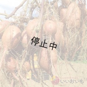 画像3: 訳あり安納芋  【選別後 収穫量を見て販売可能か判断いたします】  