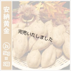 画像1: 安納黄金　コロコロサイズ(2箱セット)   【今シーズンの受付は終了いたしました。】  