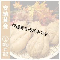 安納黄金　Lサイズ(2箱セット)  【2024年度のご予約スタート！お届けは12月初旬予定！】  