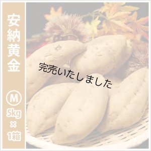 画像1: 安納黄金　Mサイズ   【今シーズンの受付は終了いたしました。】  