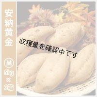 安納黄金　Mサイズ(2箱セット)   【2024年度のご予約スタート！お届けは12月初旬予定！】  