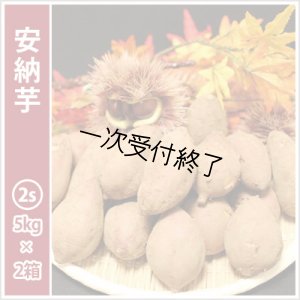 画像1: 安納芋　コロコロ2Sサイズ(2箱セット)   【2024年度のご予約スタート！お届けは12月初旬予定！】  