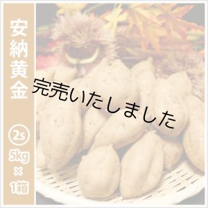 画像: 安納黄金　コロコロサイズ  【今シーズンの受付は終了いたしました。】  