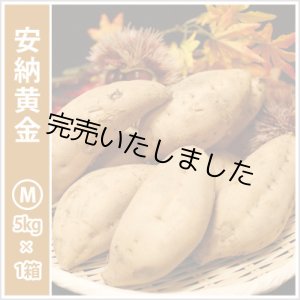 画像: 安納黄金　Mサイズ   【今シーズンの受付は終了いたしました。】  