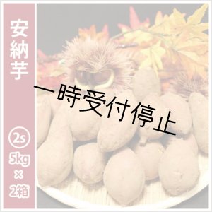 画像: 安納芋　コロコロ2Sサイズ(2箱セット)   【2024年度のご予約スタート！お届けは12月初旬予定！】  