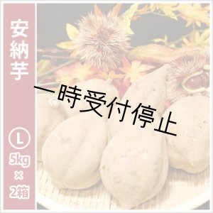 画像: 安納芋　Lサイズ(2箱セット)   【2024年度のご予約スタート！お届けは12月初旬予定！】  